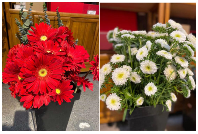 濟南直屬 | 璀璨花香,芳華綻放